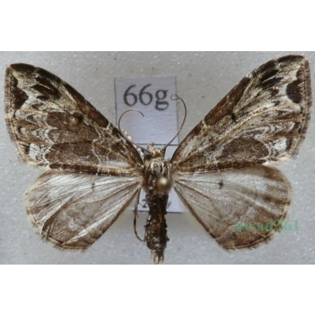 Ecliptopera silaceata (Denis & Schiffermüller, 1775) Paśnik niecierpek Czech66g